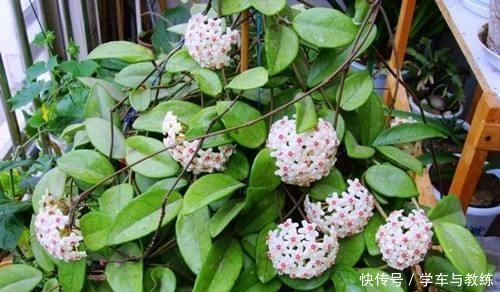 球兰，叶子似绿萝，比绿萝还耐阴，开花满屋香！