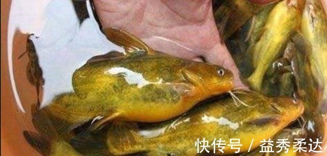 钓法|别再七想八想，“征服”黄颡鱼就得用这钓法，不料刚一下竿就有口！