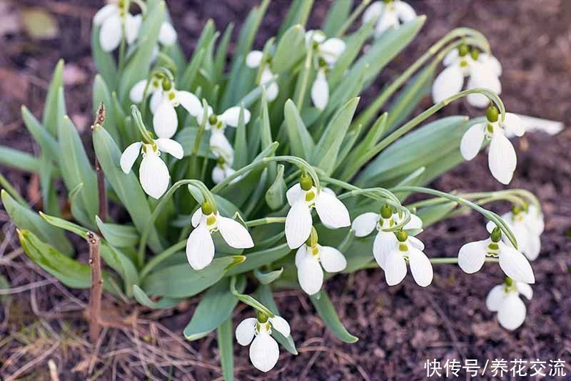寒冷的冬春时节灿烂开花的8种观赏花卉,可露养在户外,打理简单