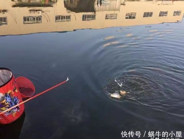 别拿野钓装备去玩黑坑,新手入坑须知:先得把这些渔具买齐了