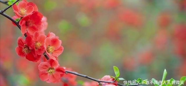 海棠经雨胭脂透|行走在浅夏,看繁花如梦,一路芳华