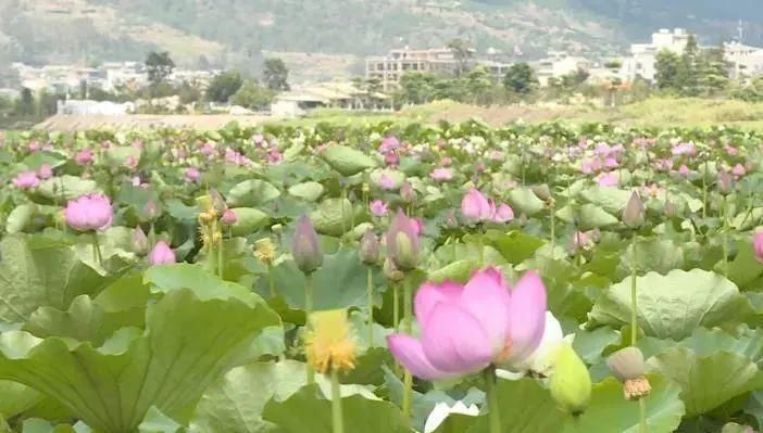 又到荷花盛开时，“精灵”再临异龙湖|美景 | 再临异龙湖