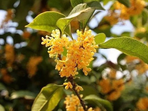 新手养桂花,自制一种“渣”,一分钱不花,满屋“香喷喷”