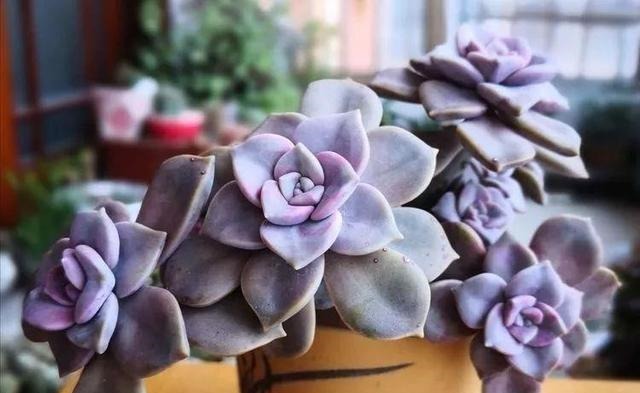 这“三多肉”不怕热,三伏天正常“补水施肥”,咕噜冒崽挤满盆