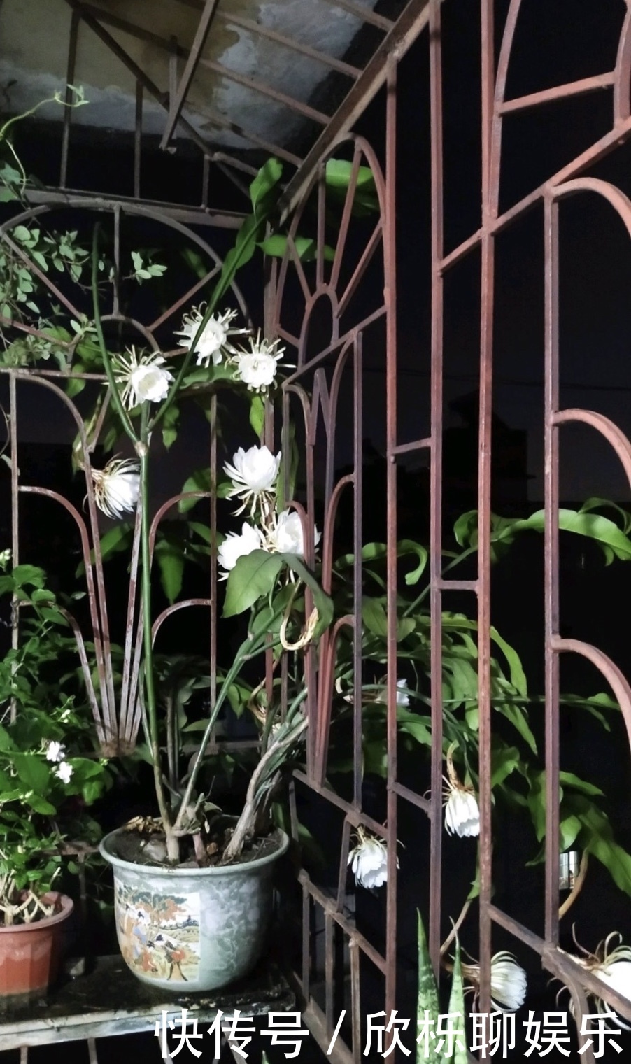 有机肥料|养了3年的昙花,终于开了50朵花,真是有“仙气”