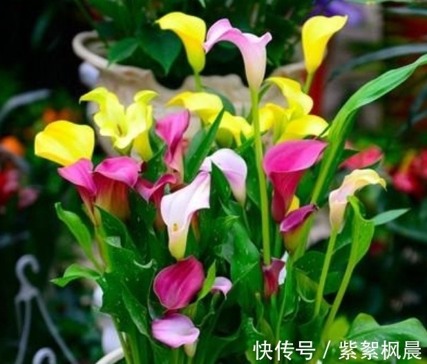 4种花是“爆盆能手”,好养漂亮,个个花开满盆,人见人爱!