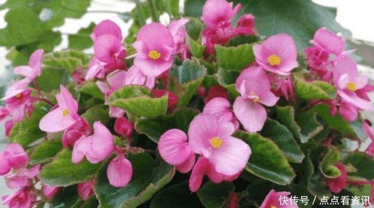 春天就养“4种花”,四季开花,花色多,一盆能养一辈子!