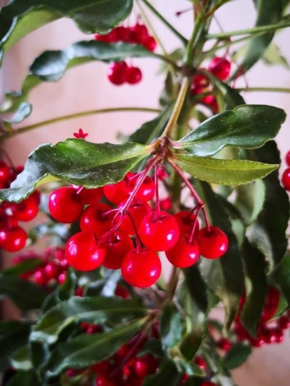 这5种绿植，一看就很有“富贵相”，放家里很养眼，寓意也很好