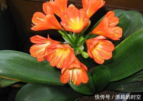 烂根|君子兰烂根了先别扔,老花友教你几招轻松救活,而且还能爆盆开花