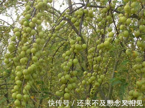 泡水|此物是止咳平喘“大王”，用它泡水喝，一天一次，早喝早受益