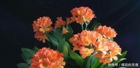 浇水|君子兰长不好?浇水时加这一物,10年不烂根黄叶