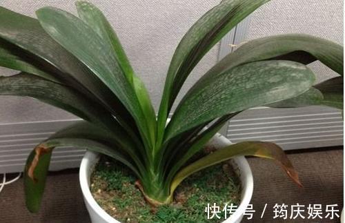 新根|君子兰黄叶就这么办!4招解决各种黄叶,油绿锃亮就像大白菜