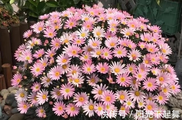 万寿菊|冬天5种花不能“懒”，没事多剪剪，冬季枝繁叶茂，春季开花爆盆