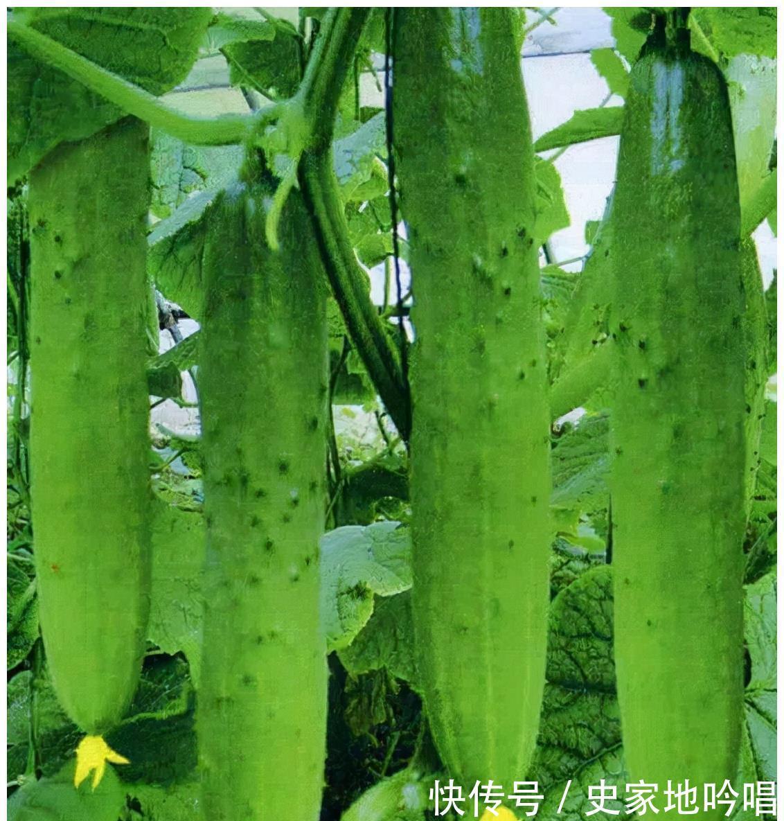 苏医师|女性中年养生,记得吃的好食物,补益气血,抗衰老,身体不显老