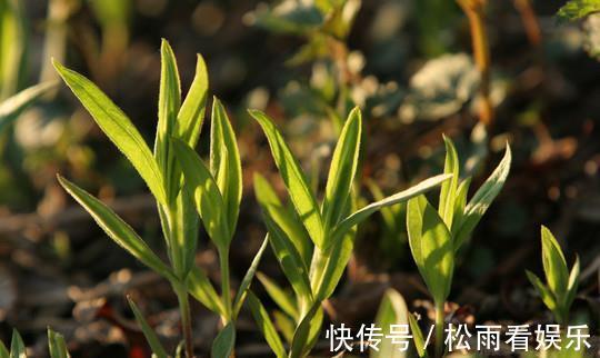 三叶芹|农村最香的6种野菜，营养高口感好，却常被当杂草除掉，可惜了！