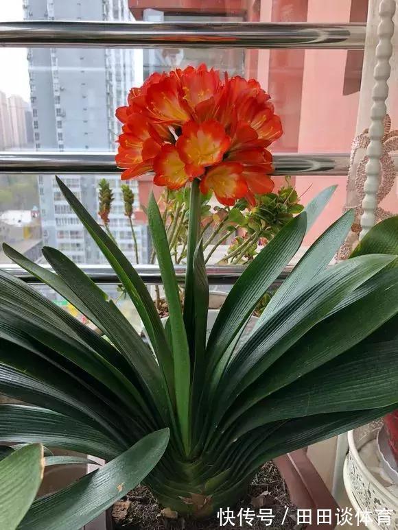 9种“吉利花”,优雅又大气,转运又富贵,养在客厅太“旺家”