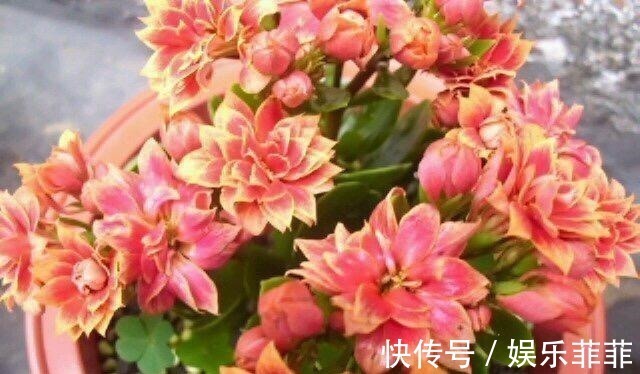 长寿花|悄悄告诉你，此5种花，掐个叶就生根，懒人都能养开花！