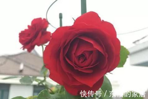 月季|火热巧克力,此款月季吃货们,千万要留意了