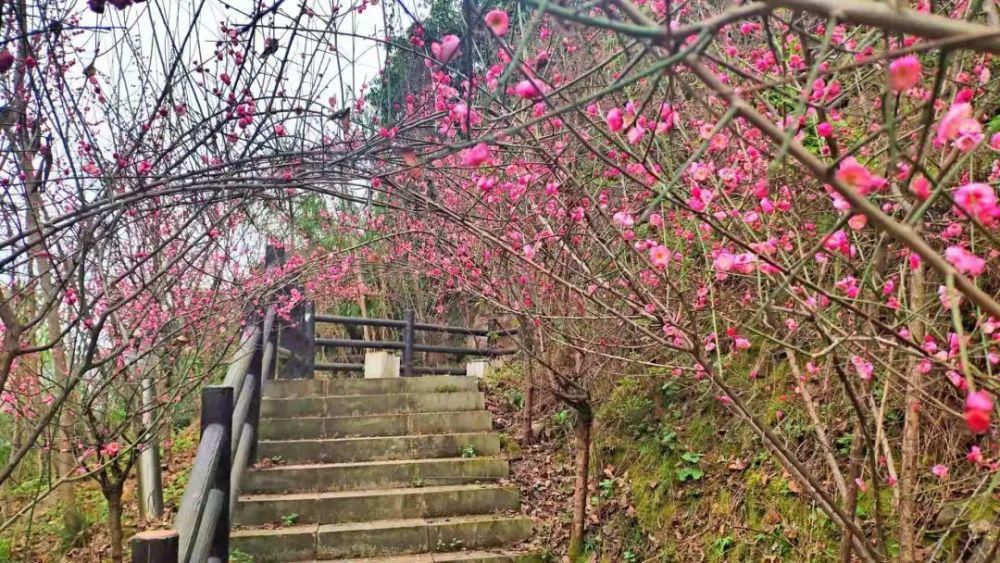 春日暖阳，綦江花花花花花来了...