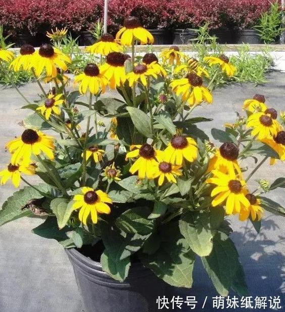 养花坏习惯''害了''家里的盆栽摆脱4个臭毛病,个个越长越旺