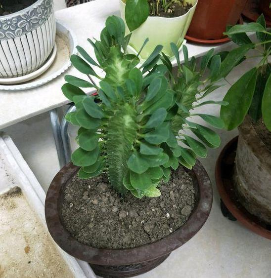 盆栽|夏季盆栽管理镇宅龙骨，不想踩雷该怎么办注意3方面就够了