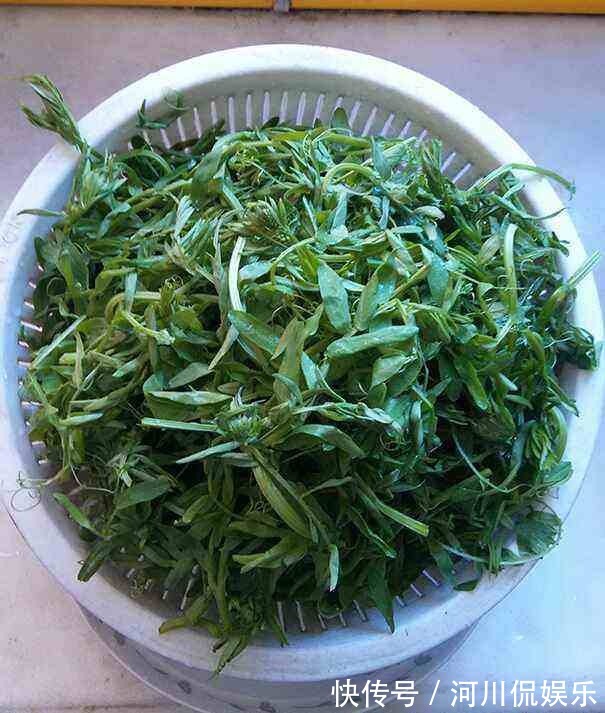 嫩芽|这种野生豌豆堪比山珍,掐点嫩芽唇齿留香,揪点种子自家就能种