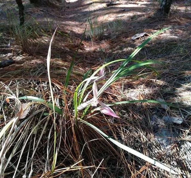 野生兰花和兰园的兰花有什么不一样怎么区分