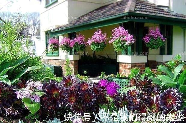 植物|家中4种“过期药”,磨“粉”撒土里,比黄豆水管用,养啥都能旺!