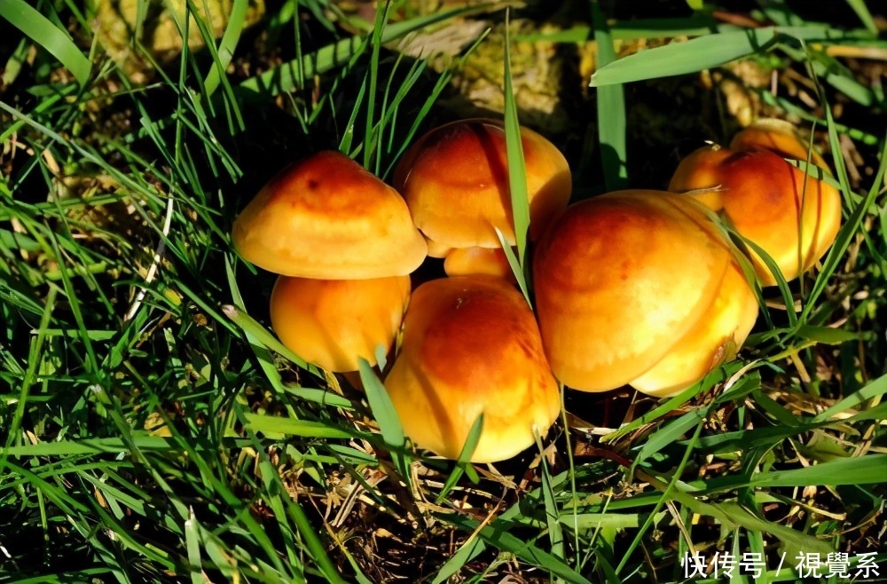 衰老|超市很常见的3种食物，值得天天吃一些，延缓衰老，早吃早好