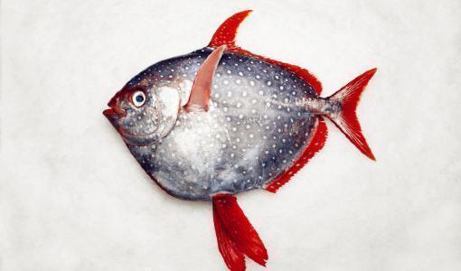最常见的50种食用鱼,别再说你不认识,好好看看,你认识几种