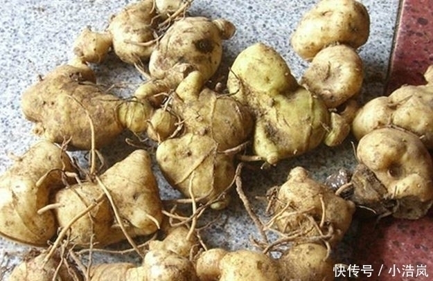 一辈子|它是肾黄金,国医吃了一辈子,每天吃一片好处多到数不清