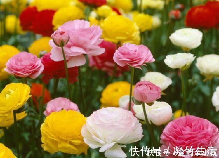 5种花好养易活沾土就活，有水就疯长，开花量大能爆盆