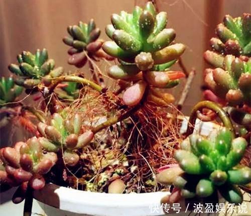 多肉|几天不打理,多肉全都有了“白胡须”,这该怎么办需要剪掉吗