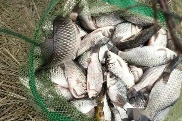 十月了鲫鱼都藏在这地方,钓过的人都说好!