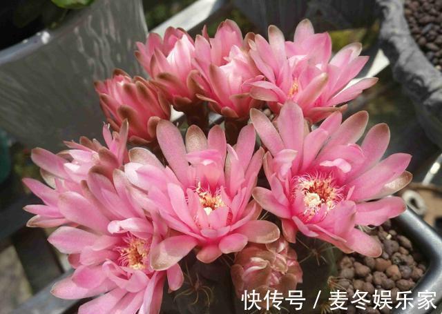 光照|仙人球中的“劳模”绯花玉，满足3个“小条件”，次次开花十几朵