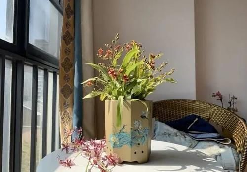 养花|居家养花,最适合客厅养的“6种绿植”,摆在客厅更上档次