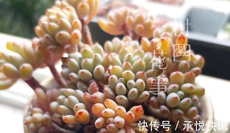 根系|多肉“控养”有前提,“3要4不”别做反,错了变瘦,对了肥美