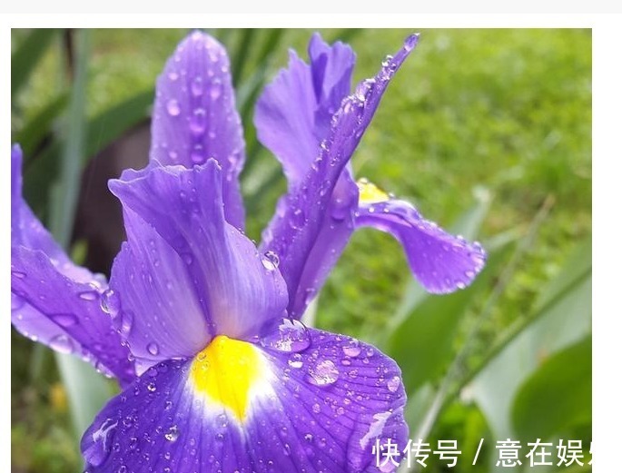 象征着鹏程万里,前途无量,素雅大方的鸢尾花