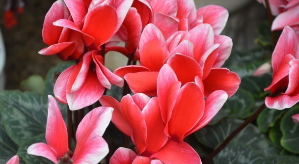 浇水才能爆盆,这些花卉,浇水越多,开花就越旺,花朵美艳又迷人