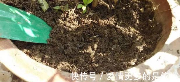 如何保障养花土的安全性学会这3妙招,不花钱就能杀菌消毒
