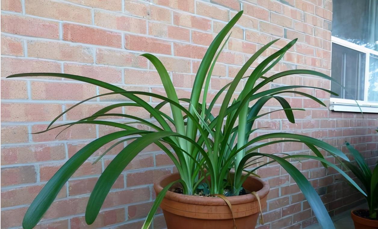 不小心打翻尿盆,倒在君子兰花盆里,还长出1米8大长叶