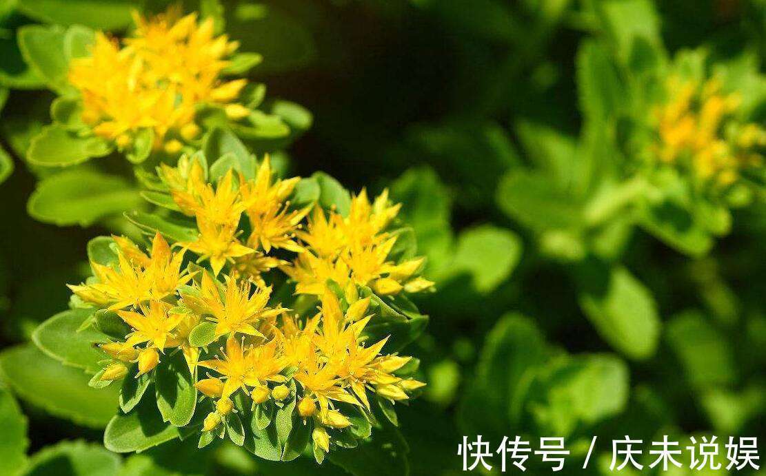 野草|人称“金不换”,曾被当野草,却不知一亩收10000,有人用它致富