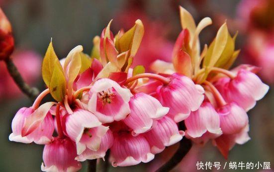 颜值超高的几款花卉美过玫瑰,漂亮又好养,一年四季开花不断