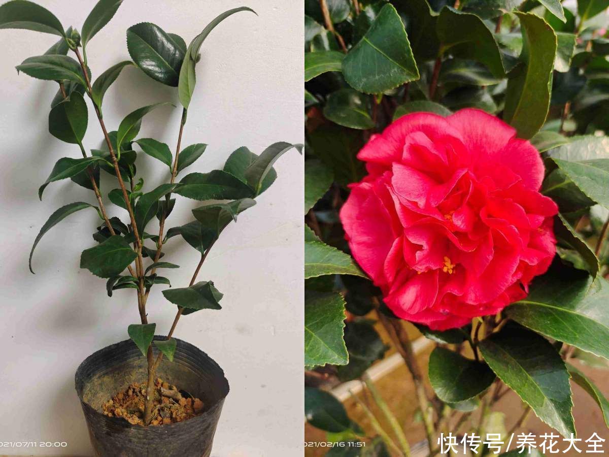 山茶花|古人说的盆花五姊妹,一个比一个漂亮,放在居室真美观