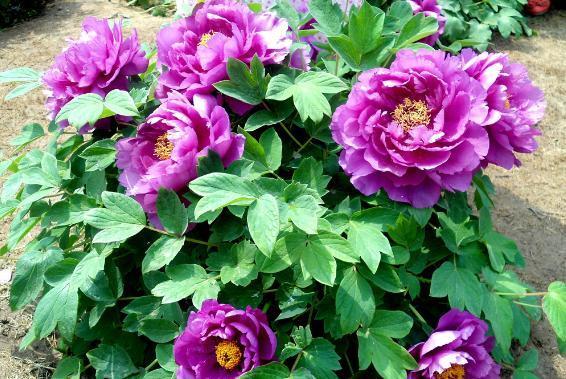 这些“老话”通俗易懂,能叫养花人少走弯路