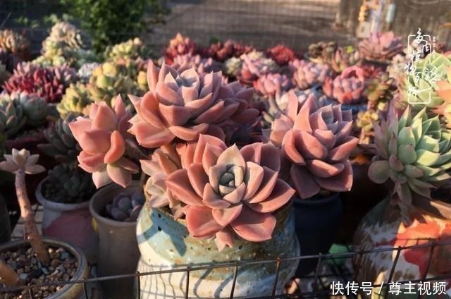 百科|养多肉三年多,初见惊鸿!累并快乐着!养多肉三年多,初见惊鸿!累并快乐着!