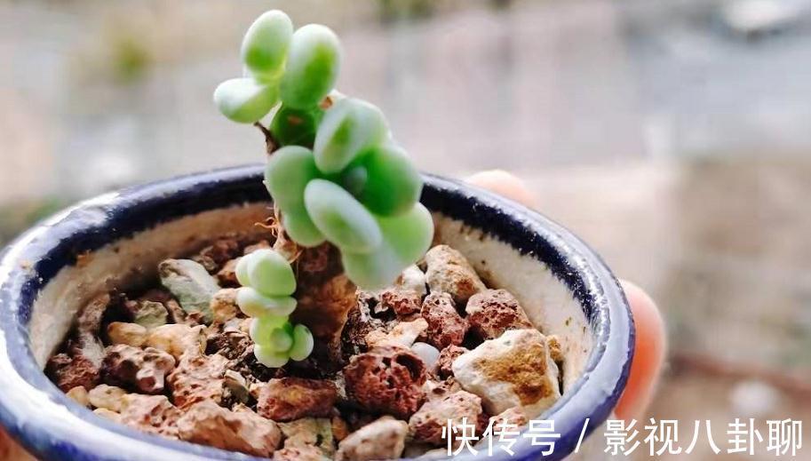 愁多肉“过冬难”，就抓紧做好这4件事，花友：今年盆栽特省心