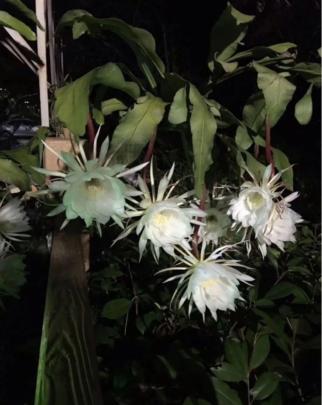 准备好,这花下个月要开,赶紧施肥、催花