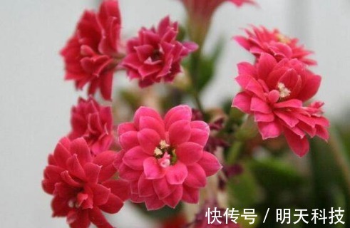 八种开花植物,好看还好养,养在家中,花开爆满阳台,好看极了!