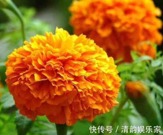 种花|家里“3种花”,一见光就开花,一年四季摆阳台,朵朵花开红艳艳